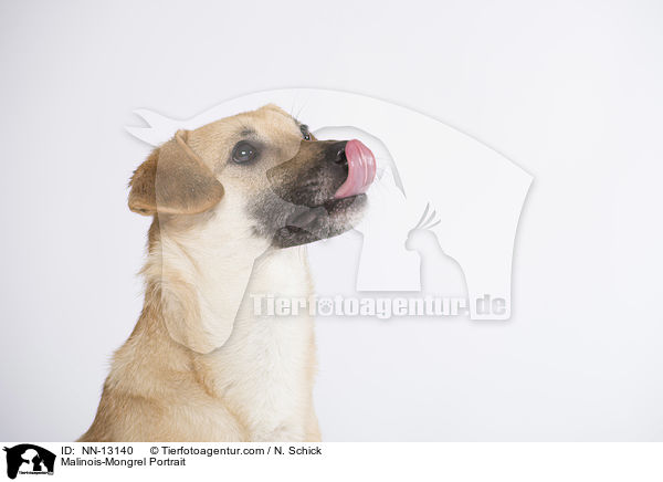 Malinois-Mix Portrait / Malinois-Mongrel Portrait / NN-13140