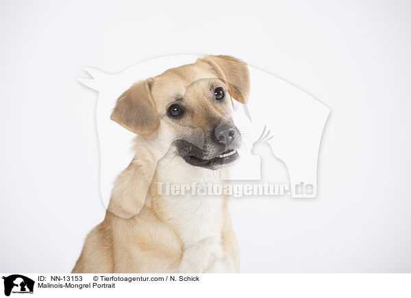Malinois-Mix Portrait / Malinois-Mongrel Portrait / NN-13153