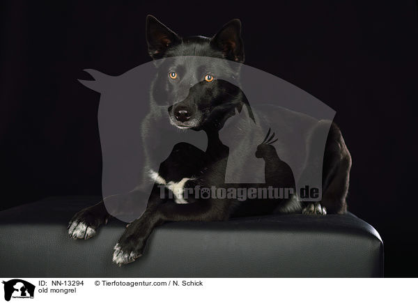 old mongrel / NN-13294