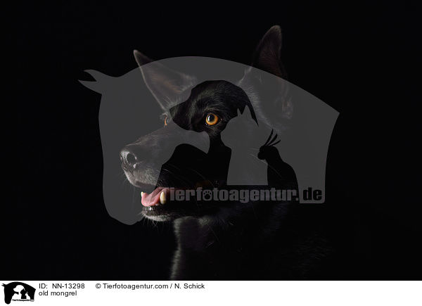 old mongrel / NN-13298