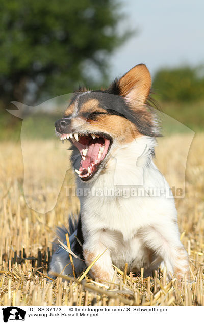 ghnender Jack-Russell-Mix / yawning Jack-Russell-Mongrel / SS-37173