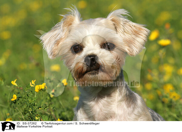 Malteser-Yorkshire Portrait / Maltese-Yorkshire Portrait / SS-37262