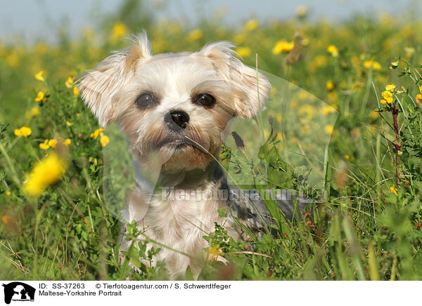 Malteser-Yorkshire Portrait / Maltese-Yorkshire Portrait / SS-37263