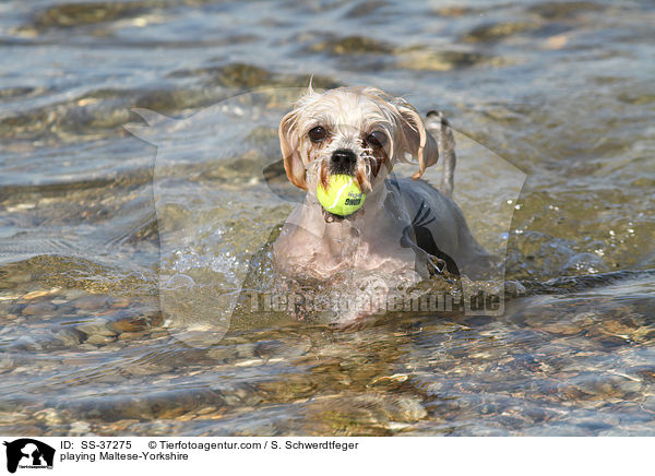 spielender Malteser-Yorkshire / playing Maltese-Yorkshire / SS-37275
