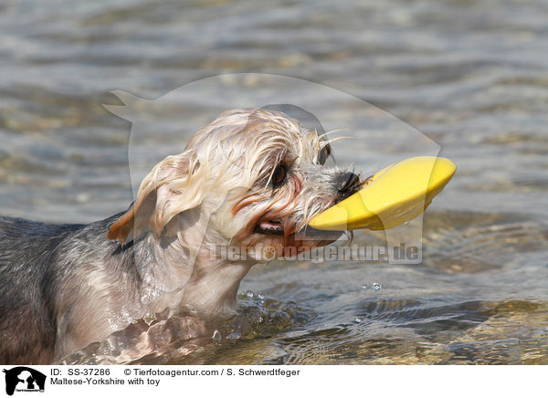 Malteser-Yorkshire mit Spielzeug / Maltese-Yorkshire with toy / SS-37286