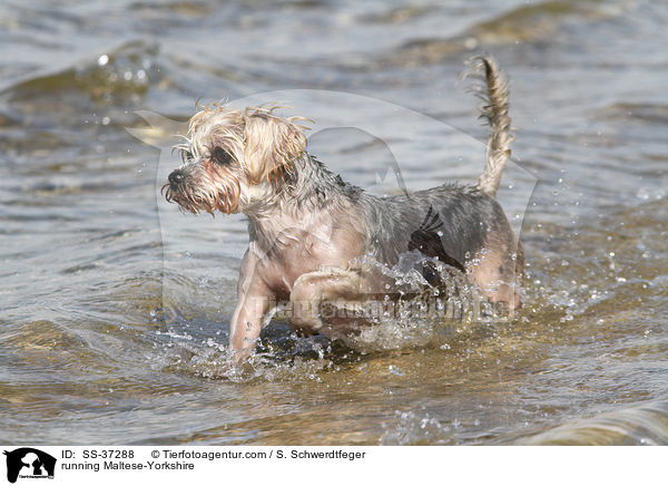 rennender Malteser-Yorkshire / running Maltese-Yorkshire / SS-37288