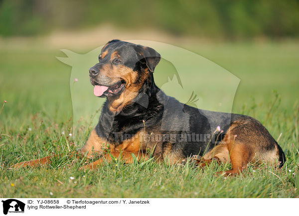 liegender Rottweiler-Schferhund / lying Rottweiler-Shepherd / YJ-08658