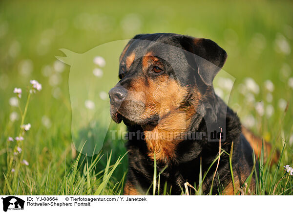 Rottweiler-Schferhund Portrait / Rottweiler-Shepherd Portrait / YJ-08664