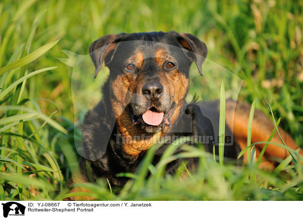 Rottweiler-Schferhund Portrait / Rottweiler-Shepherd Portrait / YJ-08667