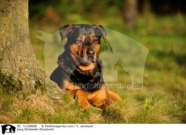 liegender Rottweiler-Schferhund / lying Rottweiler-Shepherd / YJ-08668