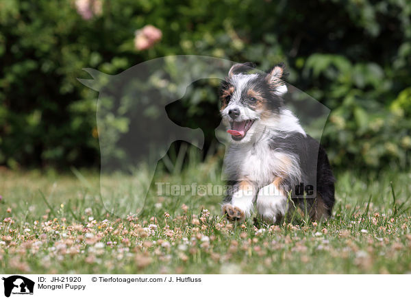 Mischlingswelpe / Mongrel Puppy / JH-21920