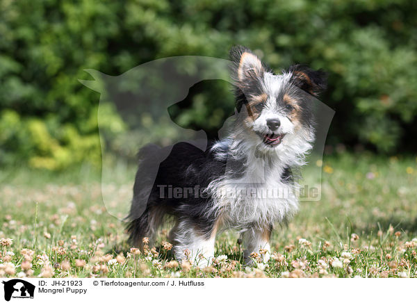 Mongrel Puppy / JH-21923