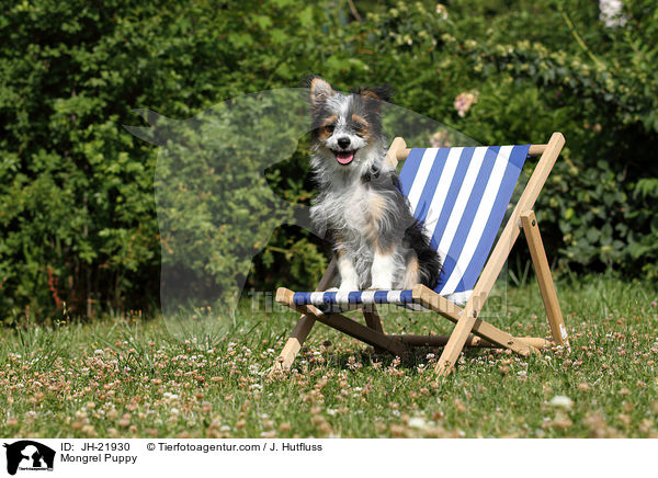 Mischlingswelpe / Mongrel Puppy / JH-21930