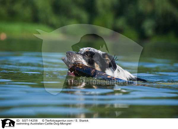 schwimmender Australian-Cattle-Dog-Mix / swimming Australian-Cattle-Dog-Mongrel / SST-14258