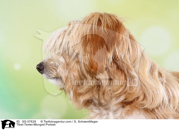 Tibet-Terrier-Mix Portrait / Tibet-Terrier-Mongrel Portrait / SS-37628