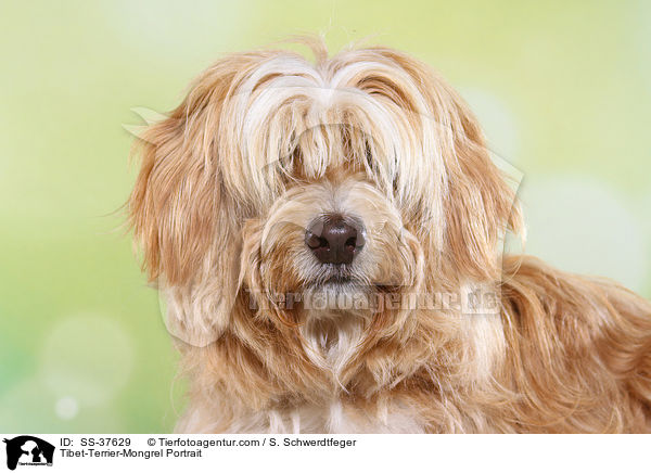 Tibet-Terrier-Mix Portrait / Tibet-Terrier-Mongrel Portrait / SS-37629