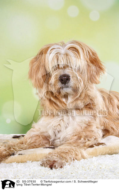 liegender Tibet-Terrier-Mix / lying Tibet-Terrier-Mongrel / SS-37630