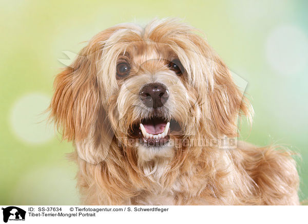 Tibet-Terrier-Mix Portrait / Tibet-Terrier-Mongrel Portrait / SS-37634