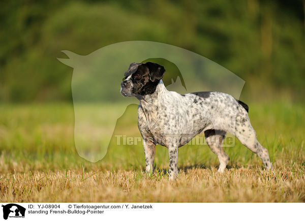 stehender Franzsiche-Bulldogge-Pointer / standing Frensh-Bulldog-Pointer / YJ-08904