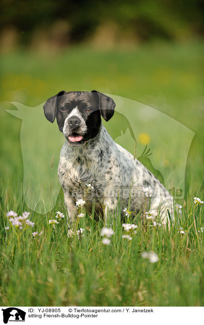 sitzender Franzsiche-Bulldogge-Pointer / sitting Frensh-Bulldog-Pointer / YJ-08905