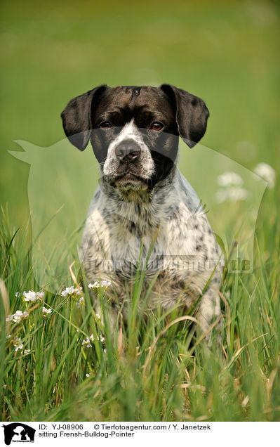 sitzender Franzsiche-Bulldogge-Pointer / sitting Frensh-Bulldog-Pointer / YJ-08906