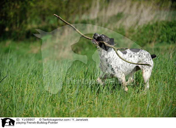 spielender Franzsiche-Bulldogge-Pointer / playing Frensh-Bulldog-Pointer / YJ-08907