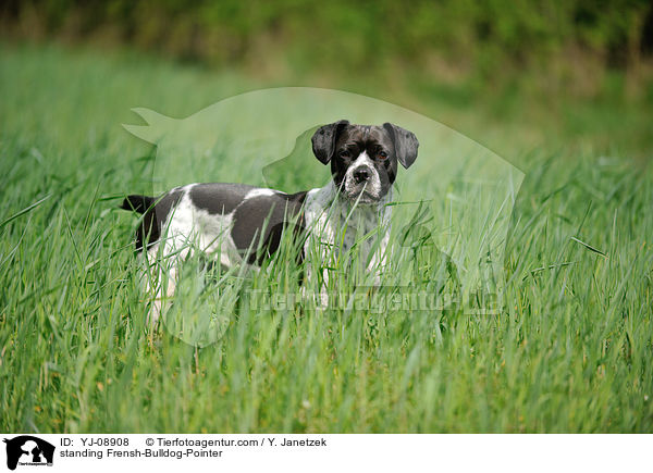 stehender Franzsiche-Bulldogge-Pointer / standing Frensh-Bulldog-Pointer / YJ-08908