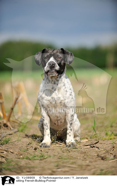 sitzender Franzsiche-Bulldogge-Pointer / sitting Frensh-Bulldog-Pointer / YJ-08909