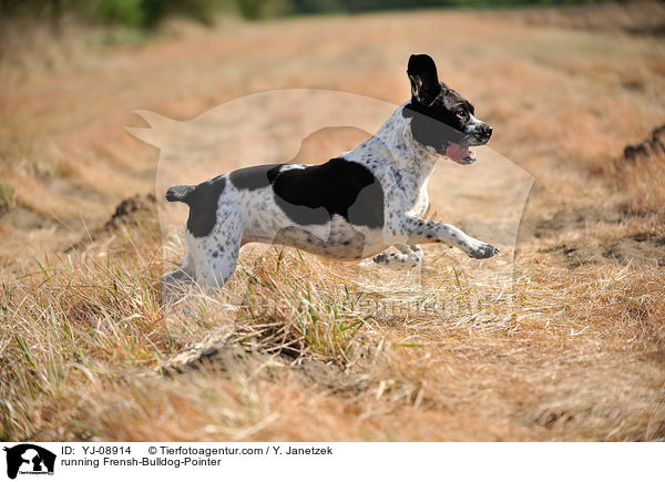 rennender Franzsiche-Bulldogge-Pointer / running Frensh-Bulldog-Pointer / YJ-08914