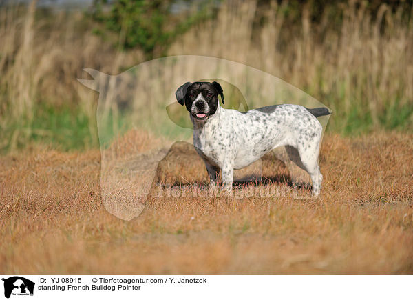 stehender Franzsiche-Bulldogge-Pointer / standing Frensh-Bulldog-Pointer / YJ-08915