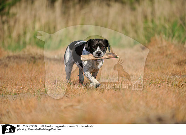 spielender Franzsiche-Bulldogge-Pointer / playing Frensh-Bulldog-Pointer / YJ-08916