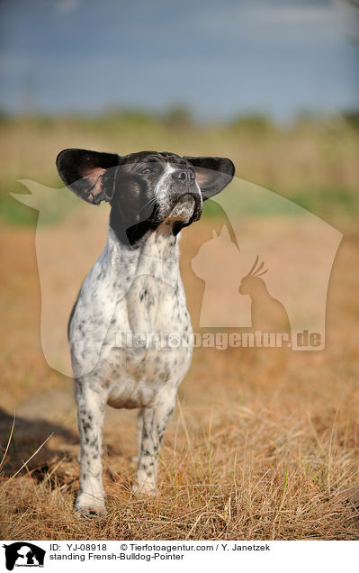 stehender Franzsiche-Bulldogge-Pointer / standing Frensh-Bulldog-Pointer / YJ-08918