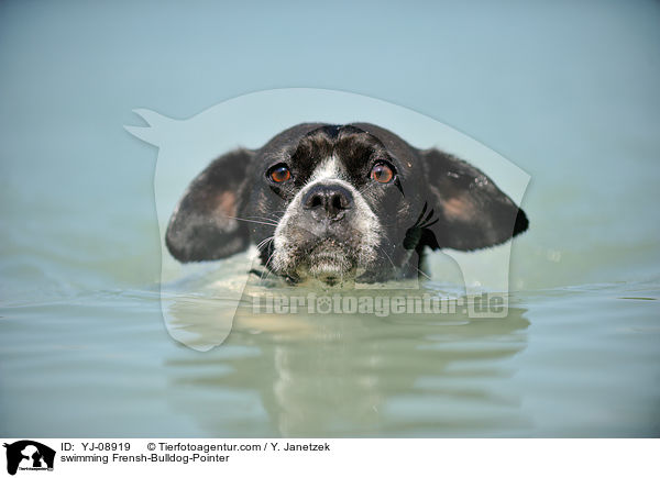 schwimmender Franzsiche-Bulldogge-Pointer / swimming Frensh-Bulldog-Pointer / YJ-08919