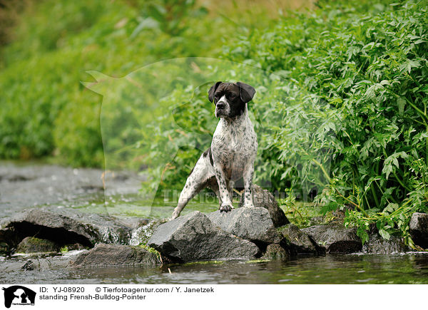 stehender Franzsiche-Bulldogge-Pointer / standing Frensh-Bulldog-Pointer / YJ-08920
