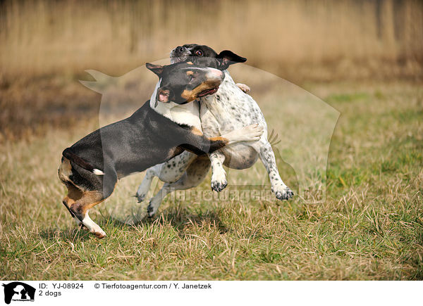 2 dogs / YJ-08924