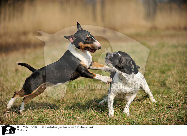 2 Hunde / 2 dogs / YJ-08926