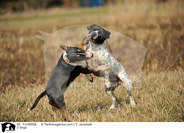 2 Hunde / 2 dogs / YJ-08928