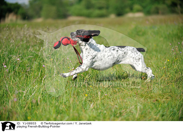 spielender Franzsiche-Bulldogge-Pointer / playing Frensh-Bulldog-Pointer / YJ-08933