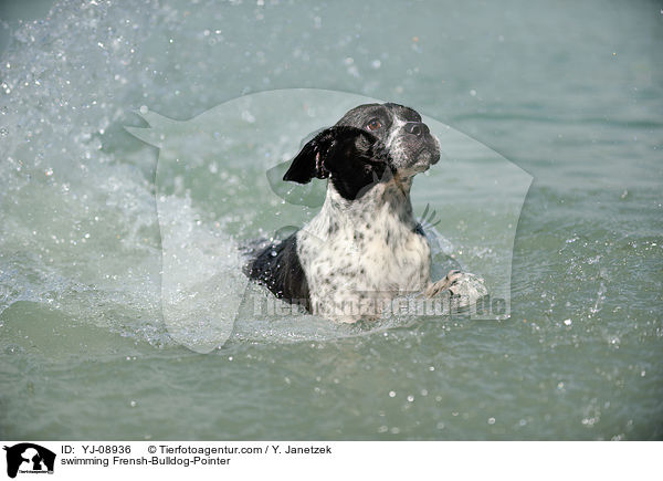 schwimmender Franzsiche-Bulldogge-Pointer / swimming Frensh-Bulldog-Pointer / YJ-08936