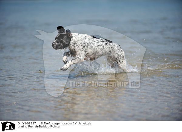 rennender Franzsiche-Bulldogge-Pointer / running Frensh-Bulldog-Pointer / YJ-08937