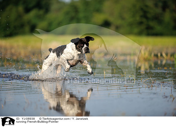 rennender Franzsiche-Bulldogge-Pointer / running Frensh-Bulldog-Pointer / YJ-08938