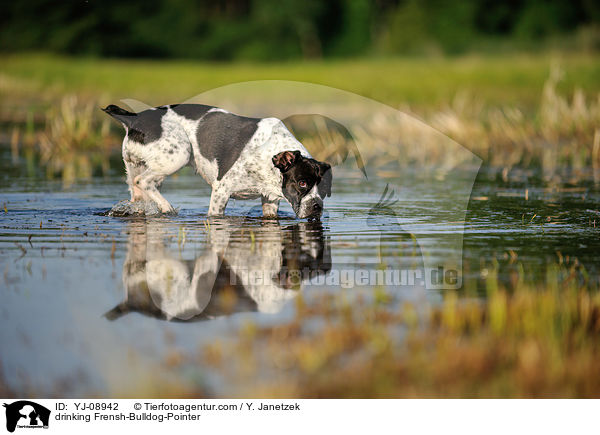 trinkender Franzsiche-Bulldogge-Pointer / drinking Frensh-Bulldog-Pointer / YJ-08942