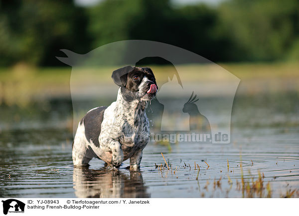 badender Franzsiche-Bulldogge-Pointer / bathing Frensh-Bulldog-Pointer / YJ-08943
