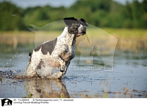 rennender Franzsiche-Bulldogge-Pointer / running Frensh-Bulldog-Pointer / YJ-08945
