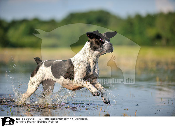 rennender Franzsiche-Bulldogge-Pointer / running Frensh-Bulldog-Pointer / YJ-08946