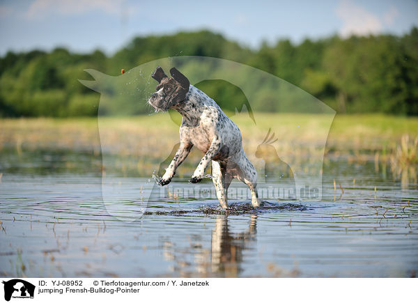 springender Franzsiche-Bulldogge-Pointer / jumping Frensh-Bulldog-Pointer / YJ-08952