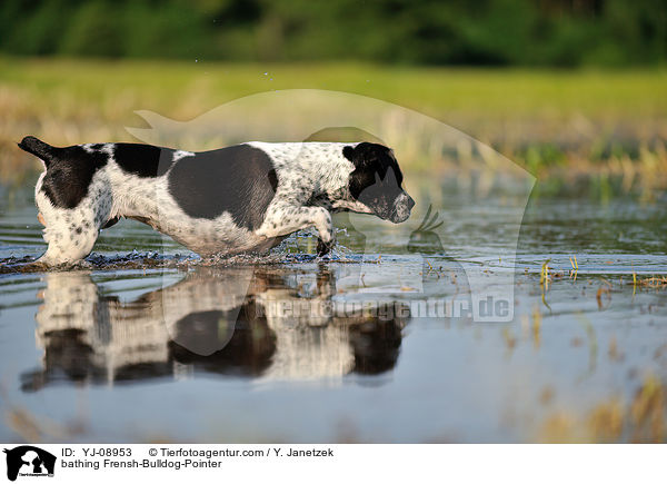 badender Franzsiche-Bulldogge-Pointer / bathing Frensh-Bulldog-Pointer / YJ-08953