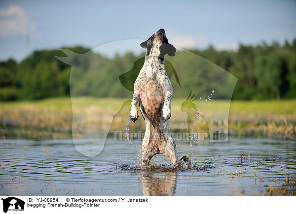 Franzsiche-Bulldogge-Pointer macht Mnnchen / begging Frensh-Bulldog-Pointer / YJ-08954