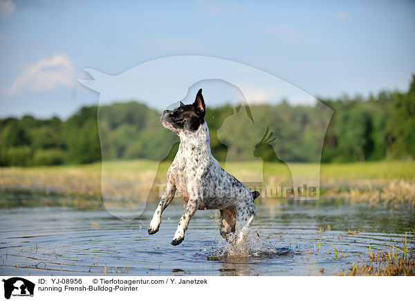 rennender Franzsiche-Bulldogge-Pointer / running Frensh-Bulldog-Pointer / YJ-08956