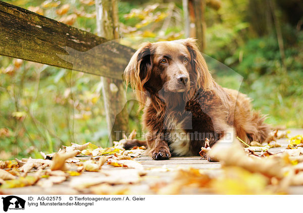 liegender Mnsterlnder-Mix / lying Munsterlander-Mongrel / AG-02575